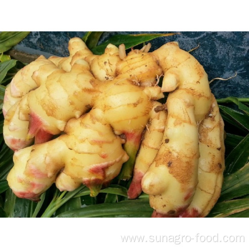 High Quality Fresh Ginger